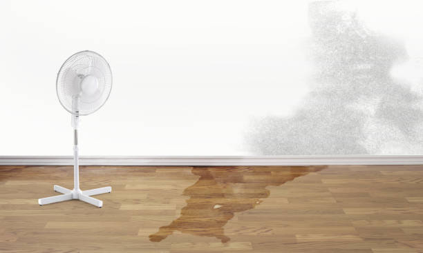 Best Basement water damage restoration  in Bonneau Beach, SC